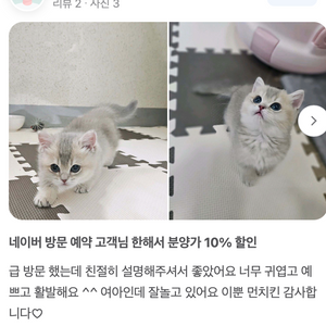 블루골드먼치킨