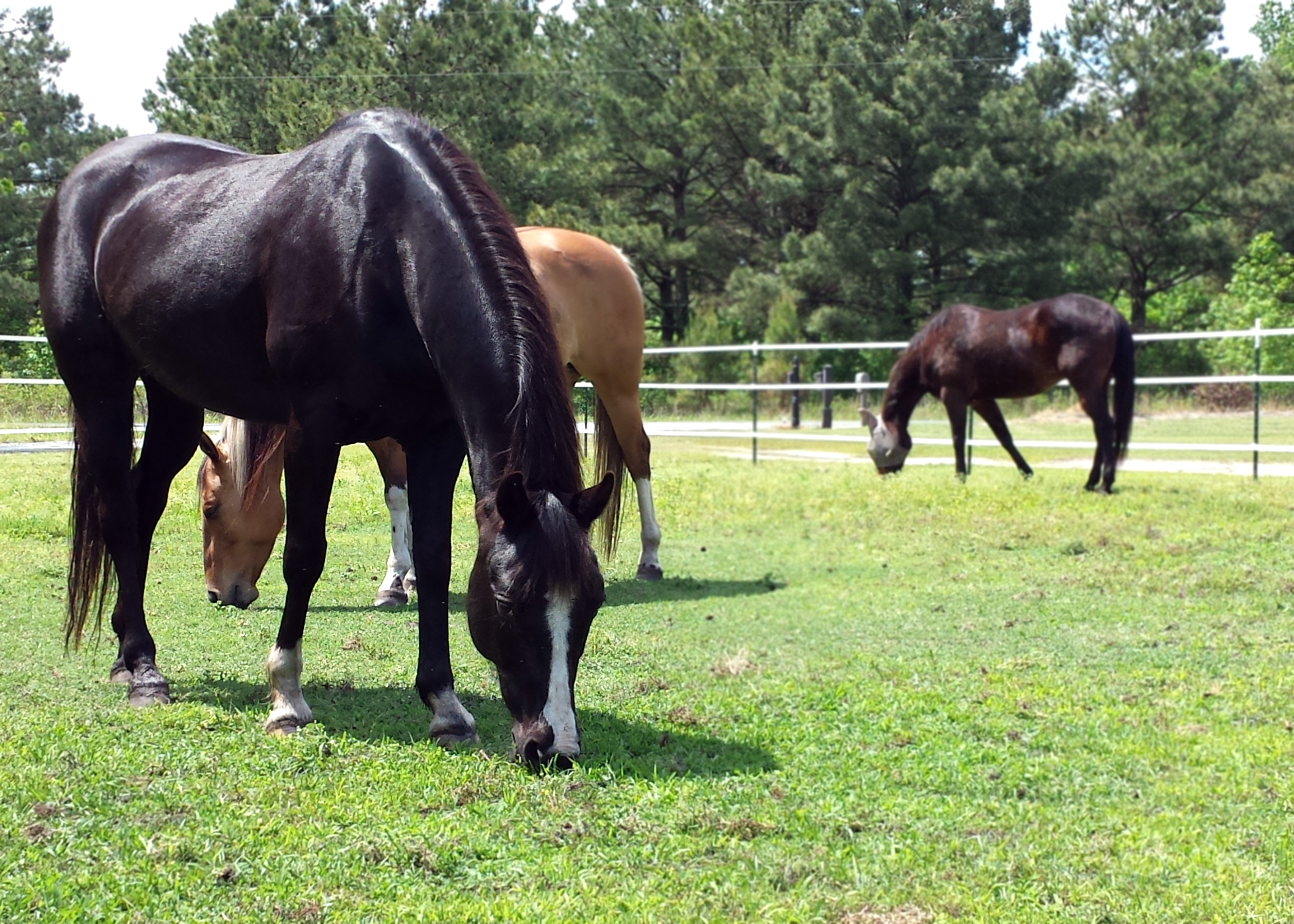 Download Mobile Pet Vet Of Wilson County Background