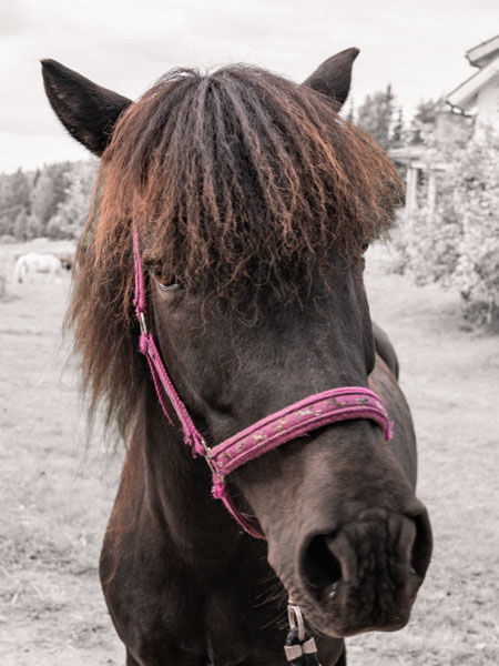 KJ Equine Balance - tiimi - Belle.jpg