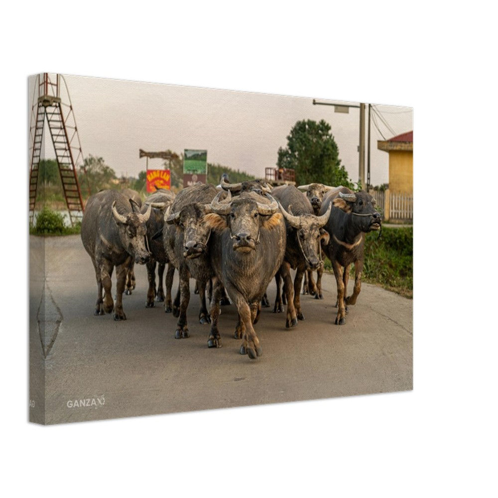 Buffalo in Vietnam – Canvas Print