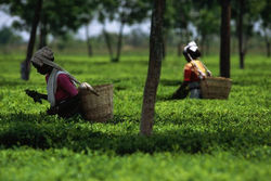 Plucking in progress