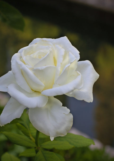 Jardins del Palácio Generalife em La Alhambra -Granada - Espanha