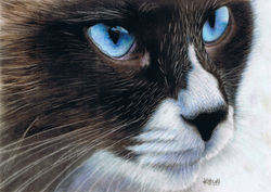 Sapphire Eyes