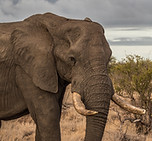 Elephant in the Serengeti