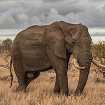 Elephant in Wild