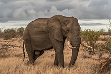 Elefant in Wild
