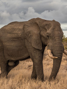 ONE day safari near CAPE TOWN Aquila game resort