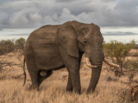 The Elephant (Loxodonta & Elephas)