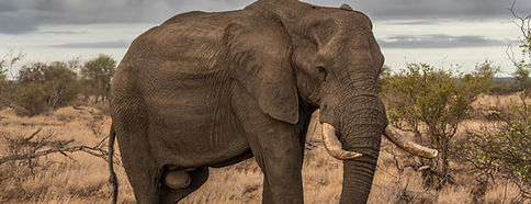 Elephant Research