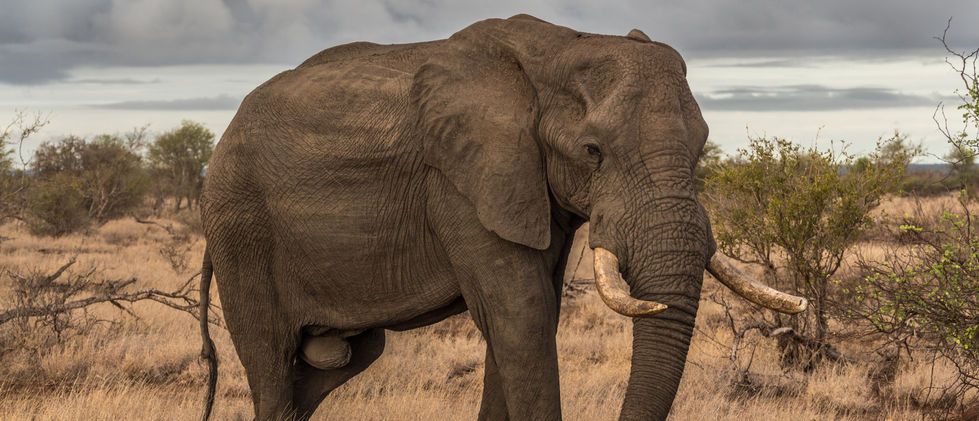 Elephant in Wild