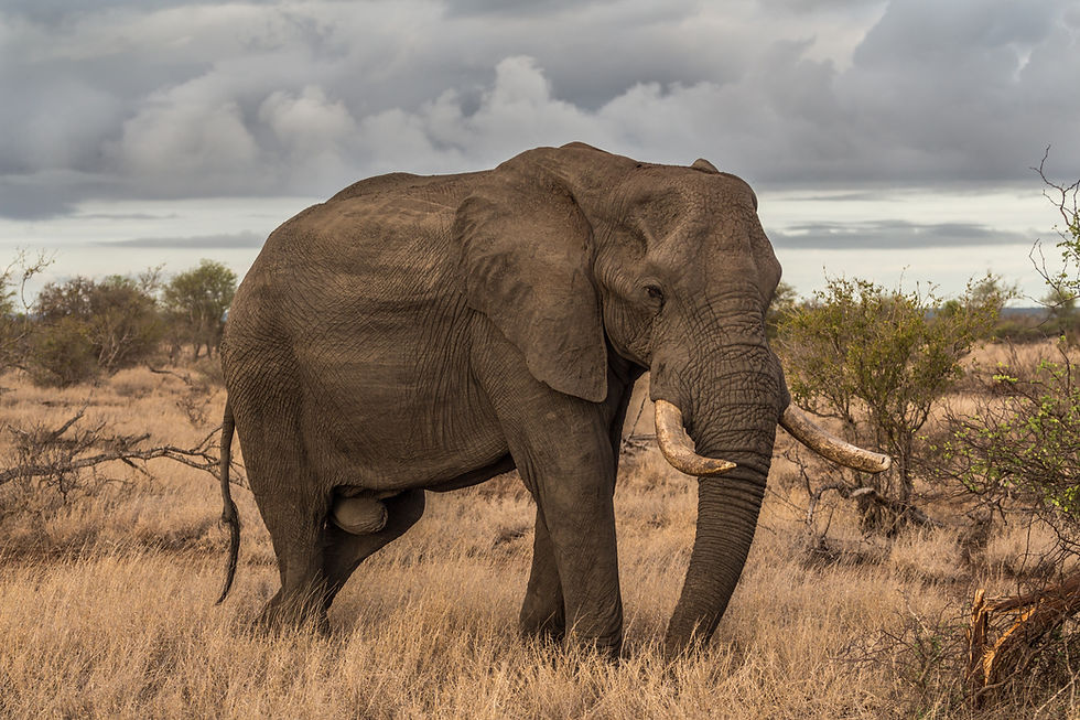 Elefant in der Savanne