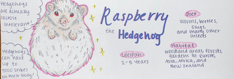 Hedgehog