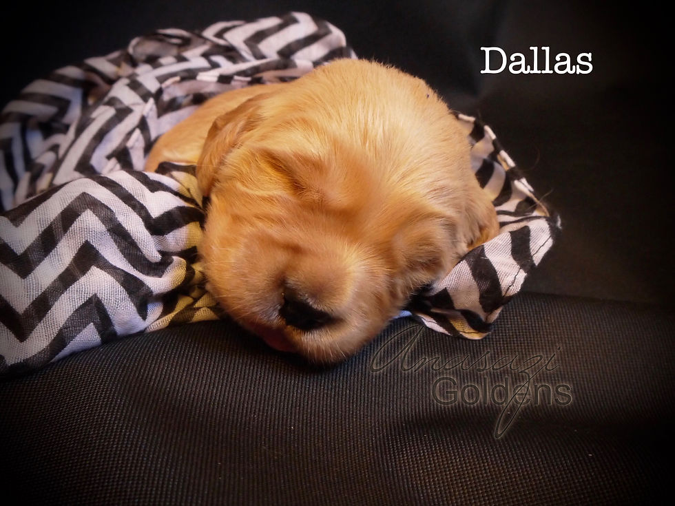 Dallas 2 weeks old