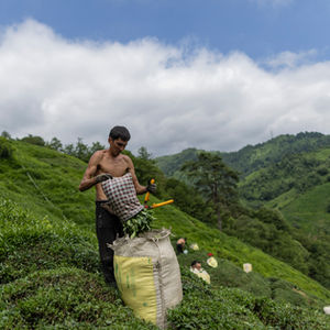 Behind Turkey’s Tea: Immigrant Labor on the Black Sea Slopes