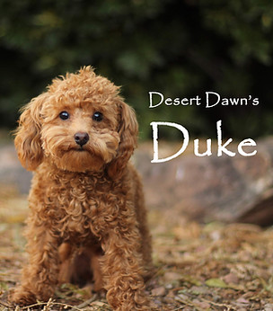 Duke for ad with name.jpg