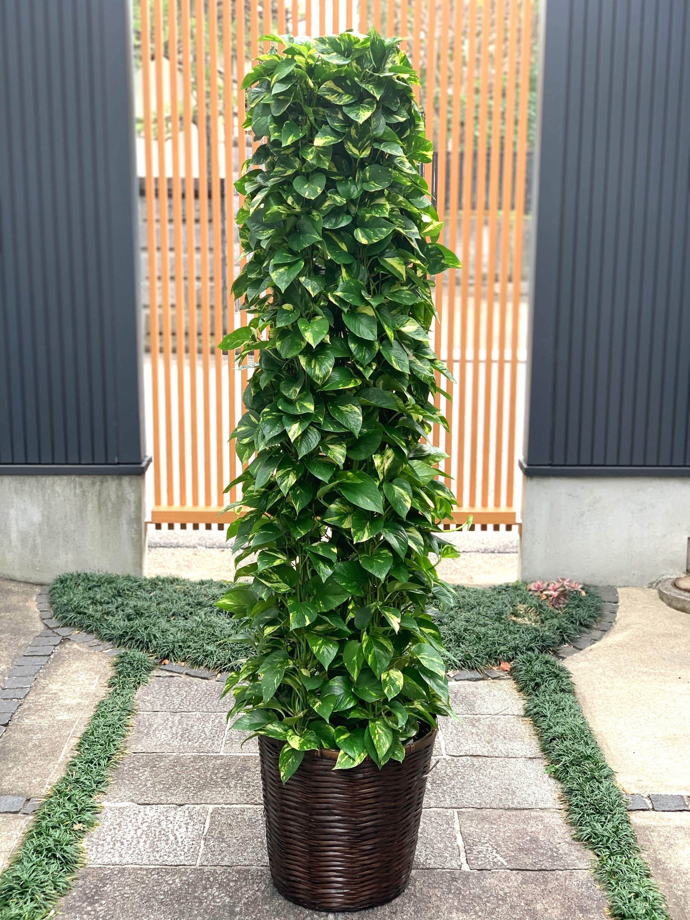 【開店・開業祝いに】フローリスト厳選 大型観葉植物 10号