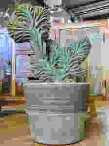 Cactus pachycereus marginatus cristata