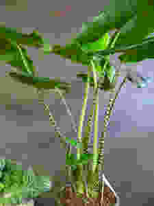 Plante alocasia hybride chez L'Appart'en Fleurs à Sion