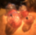 IMG-20250523-WA0010.jpg