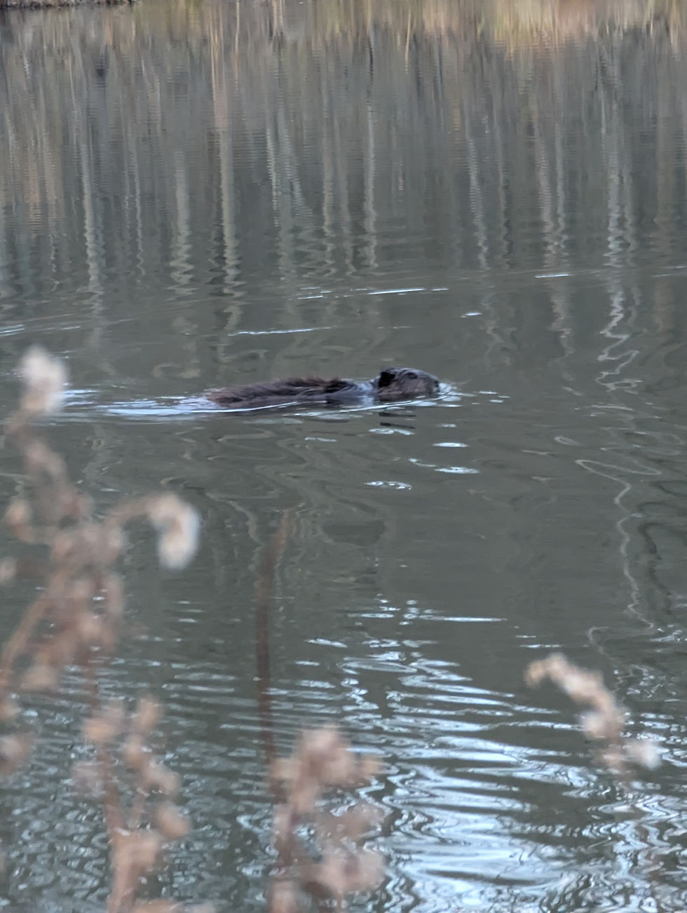 The Beaver in question