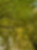 beech tree.jpg