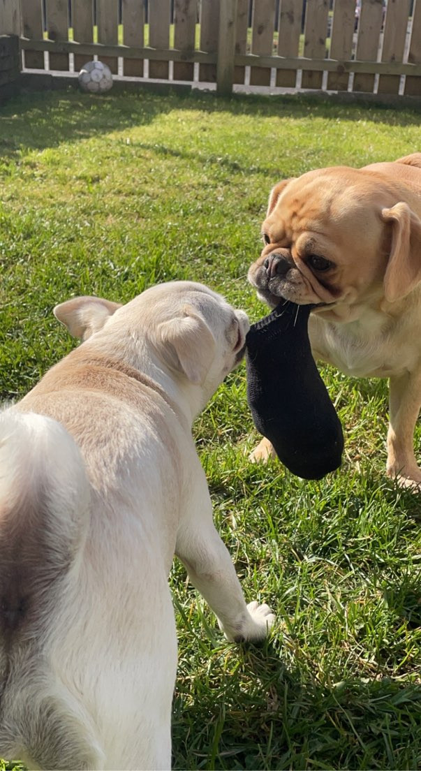 Two dogs playing with a sock in the garden on a sunny day. One is lighter blonde and smaller, the other is older and more caramel brown.