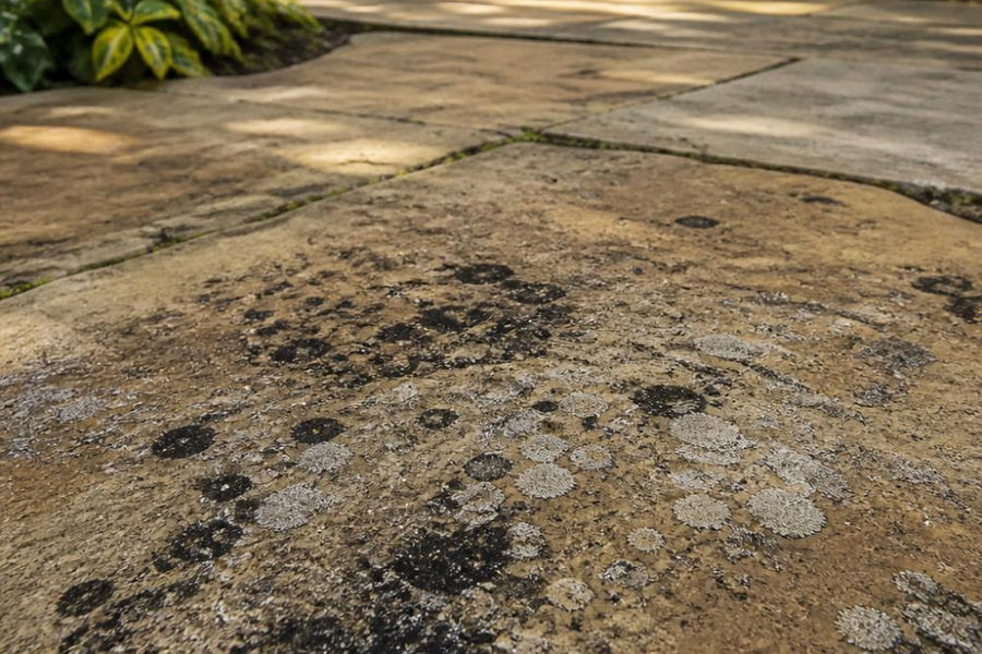 Close-up photograph of an Indian sandstone patio with dark black spot patches and light lichen growth on the surface, dappled natural daylight, garden setting with soft-focus planting behind
