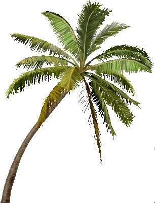 palmtree