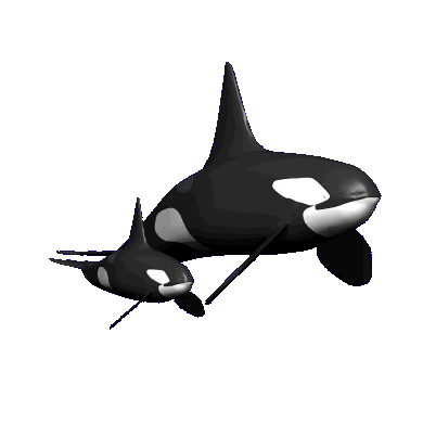 big and small orca swimming
