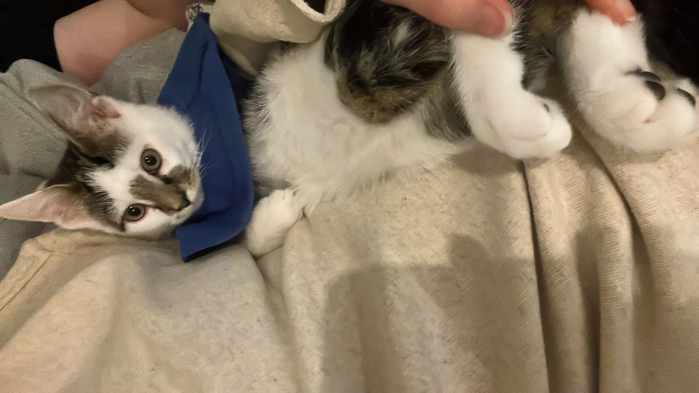 Brave little kitten !