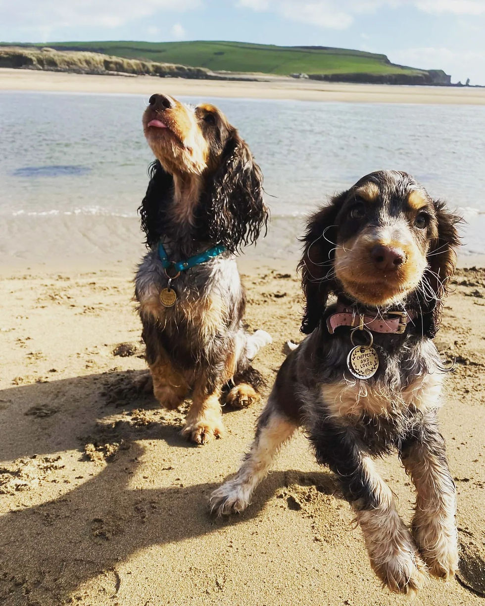 Taking your pet abroad