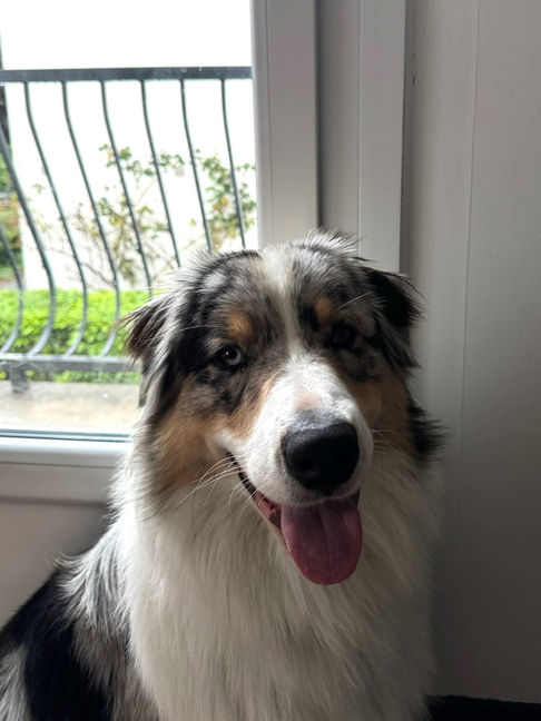 Berger Australien rééducation chien Tarbes Lourdes Pyrénées éducation canine