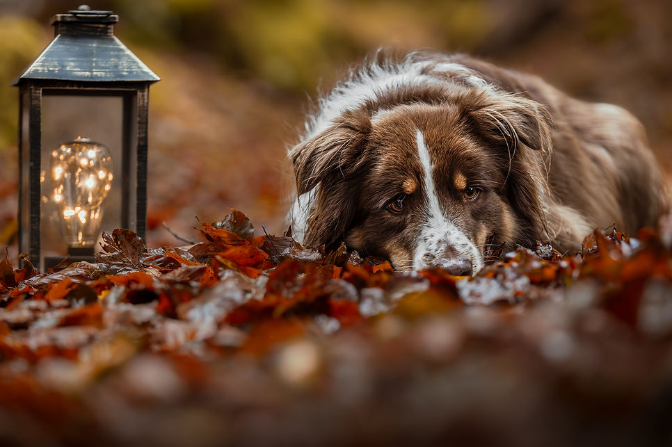 AUTOMNE-30web.jpg