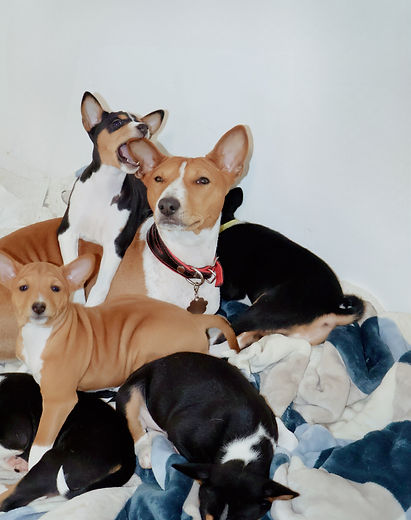 Moka and Puppies3.jpg