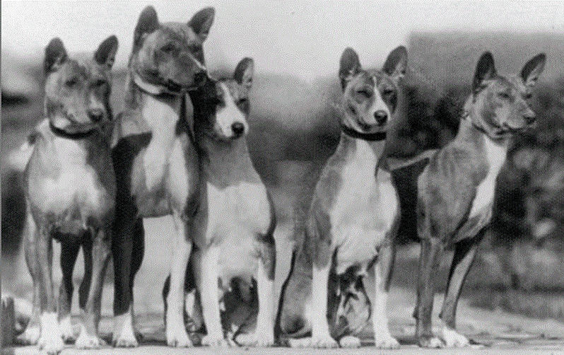 old basenji_edited.jpg