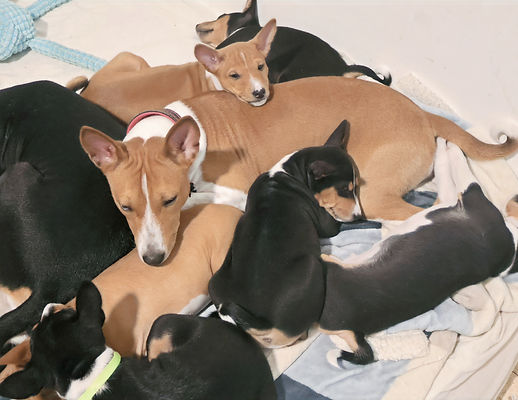 Moka and Puppies22_edited.jpg