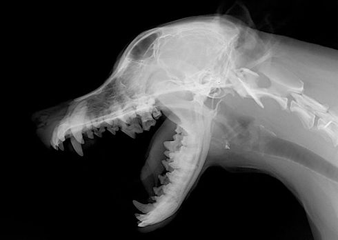 everything-you-need-to-know-about-x-rays-for-dogs_edited.jpg