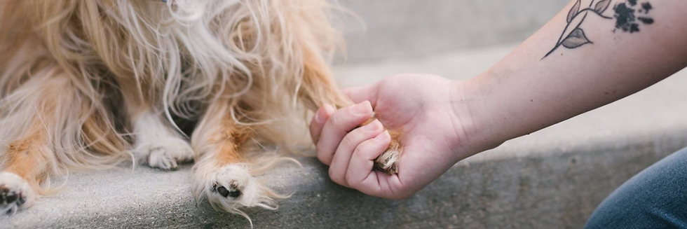 Adopt Header.png
