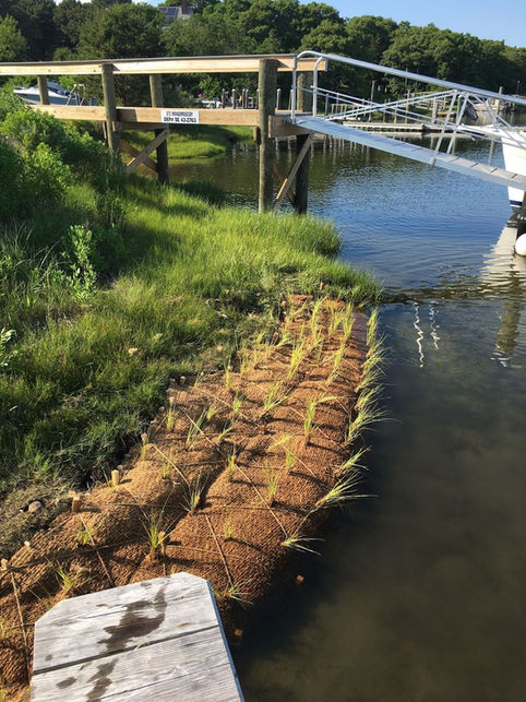 Salt Marsh Restoration