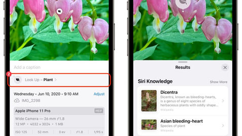 Use Visual Look Up in Photos in iOS 15 to Identify Plants, Pets, and More