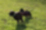 T 'n' T - Training für Charakterköpfe AGB Hunde Boxer Labrador Bulldogge Spaß rennen Sozialspiel Auslastung Power Freude Wiese Auslastung Bindung