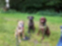 T 'n' T - Training für Charakterköpfe Tagesbetreuung Gassiservice Hundegruppe sozial Auslastung Grundgehorsam Einzeltraining Boxer Labrador Malinois Spaß individuell mobil verhaltensoriginell ausgeglichen