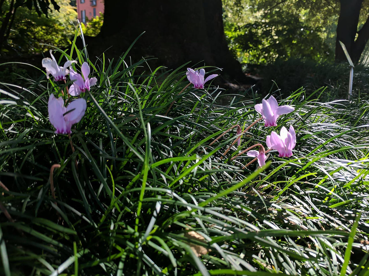 The English Gardens