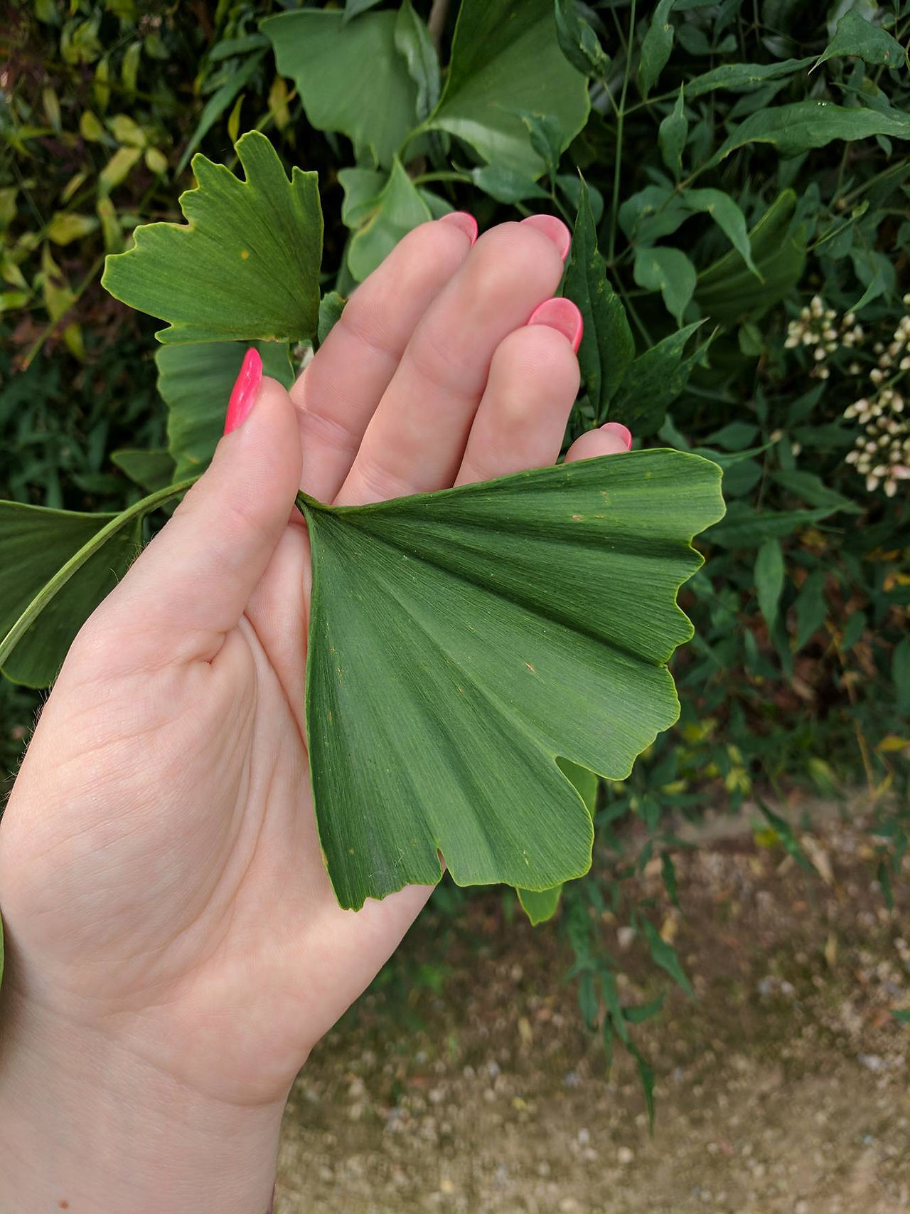 Incredible Gingko