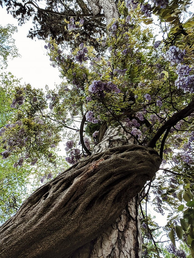 Wisteria in Parco Civico, Lugano