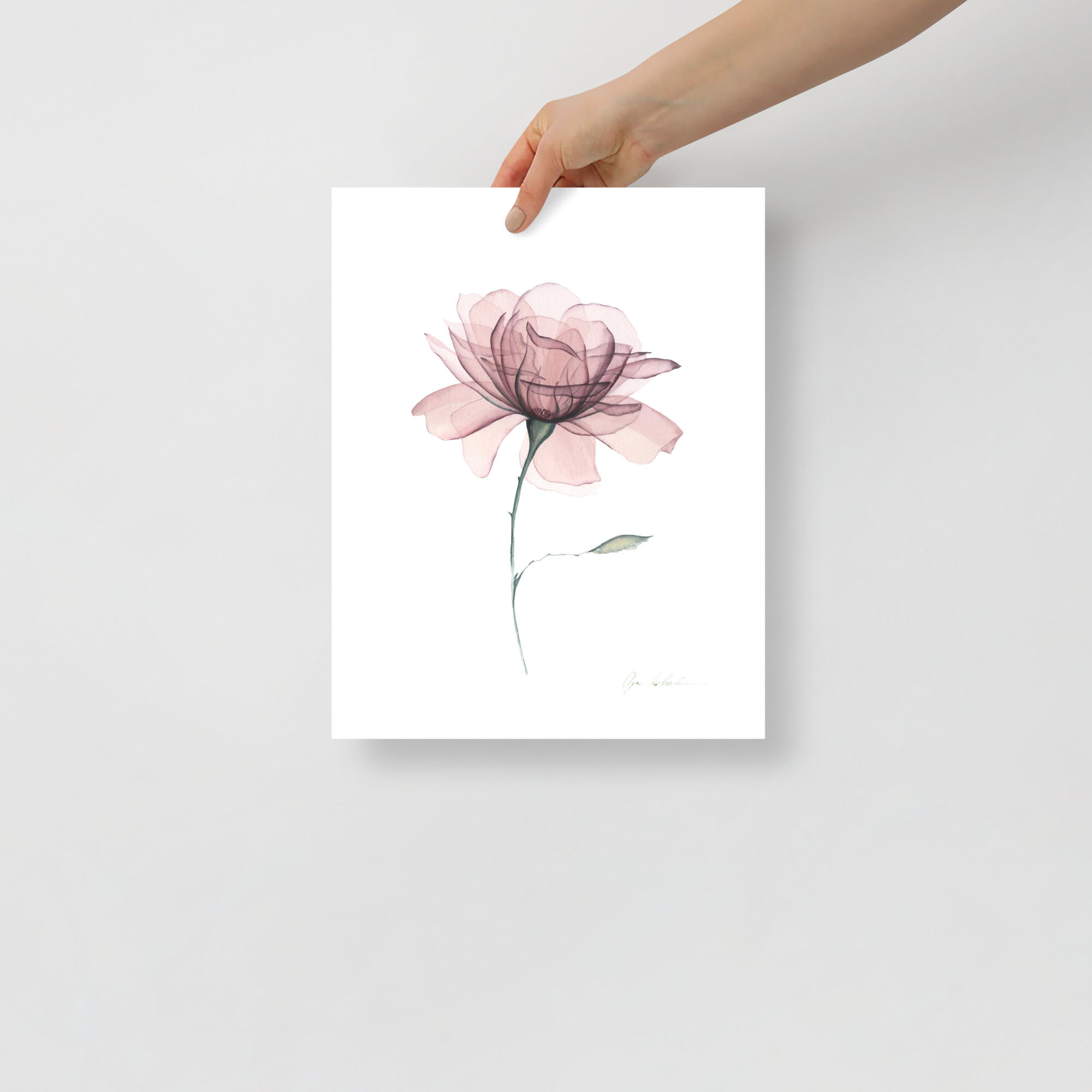 Watercolor dusty pink rose art print, Transparent flower