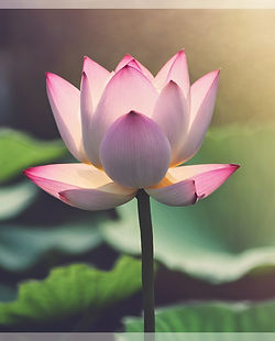 believe in yourself, growth, flower bud, lotus, blossoming, coaching, life coach, support