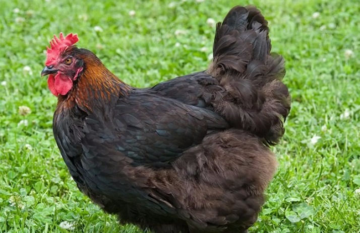 Poule marans