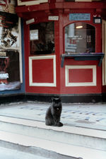 Black cat sitting in foyer entrance of Electric Cinema.