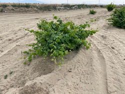 Bush-trained vine in Cucamonga Valley. One of the few remaining.